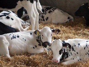 Canada's protected dairy sector remains mostly intact under the 12-country Trans-Pacific Partnership agreement. (Pete Fisher/Postmedia Network File Photo)