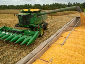 Jason Wilson offloads freshly harvested corn at the Bolton Farm west of London on Monday October 5, 2015. 
Wilson says its great to get the harvest started early and that the yields are good this year compared to last fall.  (Mike Hensen/The London Free Press/Postmedia Network)