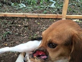Tyson, a beagle mix from Nicaragua, had his snout cut in half about a year ago due to a machete accident. While Tyson is able to chew his food, half of his snout has been torn and disconnected from the rest of his face. .
Photo submitted by Paso Pacifico