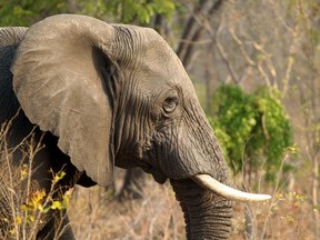 In this photo taken on Thursday, Oct. 1, 2015, an elephant is seen in Hwange National Park, about 700 kilometres south west of Harare. Fourteen elephants were poisoned by cyanide in Zimbabwe in three separate incidents, two years after poachers killed more than 200 elephants by poisoning, Zimbabwe’s National Parks and Wildlife Management Authority said Tuesday, Oct. 6, 2015. (AP Photo/Tsvangirayi Mukwazhi)
