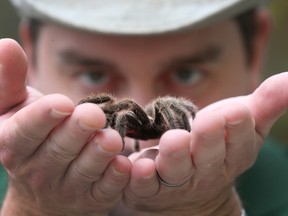 Matt Korhonen from Little Ray's Reptile Zoo & Nature Centre holds a tarantula that was found on a road in Ottawa and turned into the zoo. Tony Caldwell/Ottawa Sun/Postmedia Network