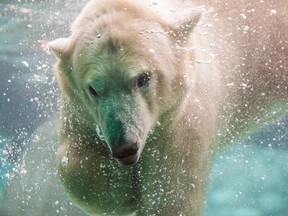 Henry, a two-and-a-half-year-old polar bear who was born in Australia, is the newest addition to the Cochrane Polar Bear Habitat, where he was set to arrive Wednesday morning. (THE CANADIAN PRESS/HO-Dave Paull)