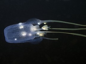 Box Jellyfish. (Fotolia)