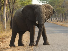 An elephant crosses the road in Hwange National Park, about 700 kilometres south west of Harare. Fourteen elephants were poisoned by cyanide in Zimbabwe in three separate incidents, two years after poachers killed more than 200 elephants by poisoning, Zimbabwe’s National Parks and Wildlife Management Authority said Tuesday, Oct. 6, 2015. (AP Photo/Tsvangirayi Mukwazhi)