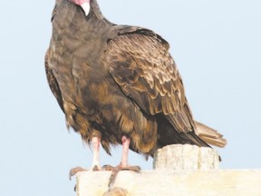 Turkey vulture numbers have increased dramatically since the 1950s, linked partly to an increase in the food supply. (PAUL NICOLSON, Special to Postmedia News)