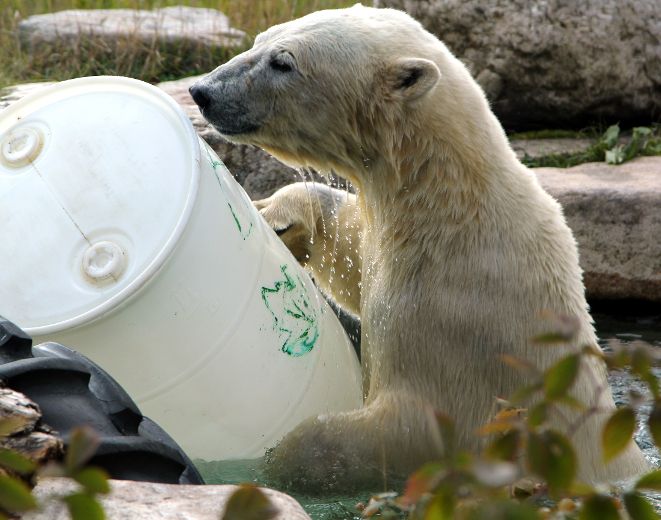 Cleaner & Descaler, Polar Bear Health & Water
