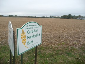 The farm of Harry and Lammie Joosse, on Brigden Road, after the soybeans were harvested earlier this week. The couple donate the use of part of their land to a local church-based group that helps support the Canadian Foodgrains Bank, a Winnipeg-based organization that sends food aid to international destinations. The CFGB has been operating since 1983 and has the funding support of the Canadian government, which matches donations four-to-one, up to $25 million. (HANDOUT/ SARNIA OBSERVER/ POSTMEDIA NETWORK)