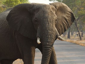In this Thursday, Oct. 1, 2015 photo, an elephant crosses a road in Hwange National Park, Zimbabwe, about 700 kilometres south west of Harare. Cancer is much less common in elephants than in humans, even though the big beasts' bodies have many more cells. That's a paradox known among scientists, and now researchers think they may have an explanation. In results published Thursday, Oct. 8, 2015 in the Journal of the American Medical Association, compared with other species, elephants' cells contain many more copies of a major cancer-suppressing gene that helps damaged cells repair themselves or self-destruct when exposed to cancer-causing substances. (AP Photo/Tsvangirayi Mukwazhi)
