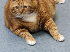 An overweight cat. (File)