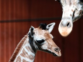 File photo of a baby giraffe (AP Photo/Carrie Antlfinger)