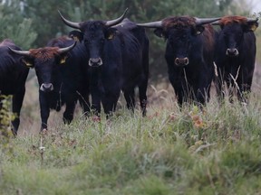 A small herd of Tauros, cattle that thanks to a Dutch breeding program is close to the ancient Aurochs, that once were the heaviest European land mammals, walk inside an enclosure at the former military base in Milovice, Czech Republic, Tuesday, Oct. 13, 2015. (AP/Petr David Josek)