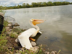 American White Pelican (submitted photo).