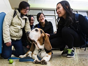 Students shower Steven, a 10-year-old Basset Hound who was rescued from a puppy mill at the age of 7, with affection during the University of Alberta's UAlberta Giving Day at Cameron Library in Edmonton, Alta. on Tuesday, Oct. 13, 2015. The UofA hopes to generate awareness about mental health with several programs. Codie McLachlan/Edmonton Sun