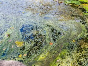 Tim Miller/Intelligencer file photo
Algae gathers in a small pond on the Waterfront Trail near Myers Pier on August 28, 2015 in Belleville.