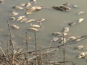 Dead carp are pictured here in a stormwater pond at Blackwell Glen Park. Neighbours are concerned about the loss of fish due to ongoing city maintenance work at the ponds. (SUBMITTED PHOTO)