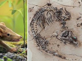 The 125-million-year-old fossil of a Cretaceous Period mammal named the Spinolestes xenarthrosus was discovered in Cuenca, Spain. An artist's rendition of the creature (left) is seen next to the fossil in the undated handout photos released Oct. 14, 2015.  REUTERS/Georg Oleschinski/Handout