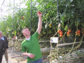Hilco Tamminga, a partner at Truly Green, explains the tomato-growing process during a tour of the facility held Oct. 15 after the business was honoured as Industry of the Month.