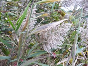 Phragmites growing along a ditch on London Line. The reed grass is attractive but difficult to control and is slowly taking over parts of Lambton County. Gardening expert John DeGroot offers some thoughtful advice on how to either eradicate the grass or at least keep it in check.HANDOUT/ SARNIA OBSERVER/ POSTMEDIA NETWORK