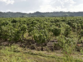 cocoa farm
