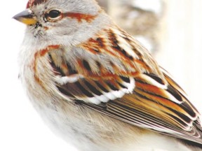 Sparrow species can be devilishly difficult to identify so they are often just referred to collectively as ?little brown jobs? or LBJs. The American tree sparrow has a distinctive bi-coloured beak. (PAUL NICHOLSON/SPECIAL TO POSTMEDIA NEWS)