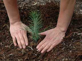 planting a tree