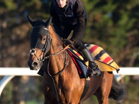 Exercise rider Daryl McLaughlin takes Pattison Canadian International contender Sheikhzayedroad for a lap on Friday. (MICHAEL BURNS/PHOTO)