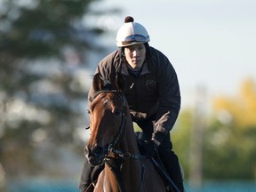 Pattison Canadian International contender Second Step  gallops under exercise rider Yusaki Sai at Woodbine. (MICHAEL BURNS/PHOTO)