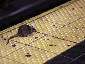 In this Jan. 27, 2015, file photo, a rat crosses a Times Square subway platform in New York. It’s a problem practically as old as New York itself, how to handle the untold legions of rodents residing in the city. Last year, the city received more rat-sighting calls than ever before, and officials, led by a city rat scientist, are trying new and innovative ways to control the population, with mixed results. (AP Photo/Richard Drew, File)