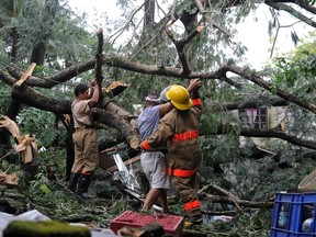 Fire volunteers and workers clear a fallen tree in Manila on October 19, 2015, after it toppled on October 18 and crushed a house, killing Ronel Castillo, a 14-year-old boy, and injuring four other people, Alexander Pama, head of the National Disaster Risk Reduction Council, told reporters.  AFP PHOTO / Jay DIRECTO