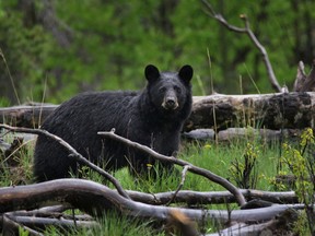 A black bear pauses its hunt west of Turner Valley, Ab., on Wednesday June 3, 2015. Mike Drew/Postmedia Network