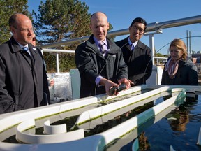 Western University geography professor Adam Yates shows an algae-laden tile to mayor Matt Brown, left, and university president Amit Chakma at the recently constructed Thames River Experimental Stream Sciences centre at the Adelaide Pollution Control Plant in London, Ont. on Monday October 19, 2015. The TRESS centre allows researchers to study the effects of nutrients and other river contaminants by using models of flowing streams to give watershed planners and managers insight into potential outcomes of land use activities near moving waterways.  (CRAIG GLOVER, The London Free Press)