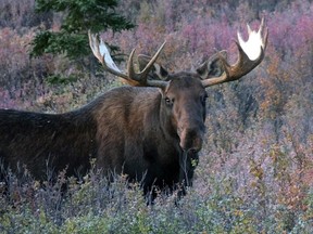 A moose stands amid vegetation in this Sept. 2, 2015 file photo taken in Denali National Park and Preserve, Alaska. (THE CANADIAN PRESS/AP/Becky Bohrer)