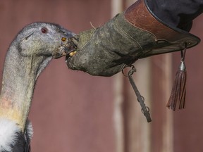 Zoo deputy-manager Koen Vanderschueren feeds a vulture at the Pairi Daiza wildlife park in Brugelette, September 6, 2015. (REUTERS/Yves Herman)