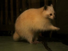 Tiffany Downie/For The Sudbury Star
A white raccoon pays a visit to a Garson household.