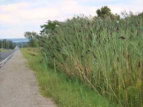 Phragmites are shown growing in a field near Innisfil, about 80 km north of Toronto, during the summer of 2015. The invasive species is becoming a problem in the Great Lakes area as well.