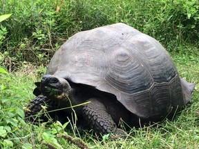 An Eastern Santa Cruz tortoise, Chelonoidis donfaustoi, is pictured on Santa Cruz Island in the Galapagos Islands in this undated handout photo obtained by Reuters October 21, 2015. (REUTERS/Adalgisa Caccone)