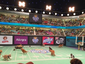 Kittens play on a mini football field during the taping of "Kitten Bowl III" on Wednesday, Oct. 21, 2015, in New York. (AP/Leanne Italie)
