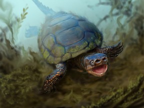 This undated illustration provided by the University of Utah shows a pig-snouted turtle that lived alongside tyrannosaurs and duck-billed dinosaurs. (Victor Leshyk/University of Utah via AP)