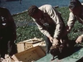 This screengrab from a historic footage that was uploaded to YouTube shows U.S. wildlife officials preparing a beaver to be packed into a special travel box that would be attached parachutes and dropped them from a plane into the Frank Church River of No Return Wilderness. (idahofishgame/YouTube screengrab)