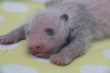The Toronto Zoo released this picture of giant panda Er Shun's twin cubs on Friday, Oct. 23, 2015.