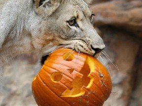 A lion carries a Jack o'lantern during the Fort Worth Zoo’s 24th annual Halloween celebration "Boo at the Zoo," Thursday, Oct. 22, 2015, in Fort Worth, Texas. Meat filled carved pumpkins were placed with the Zoo's African lion display for the big cats to play with and explore. (AP Photo/LM Otero)
