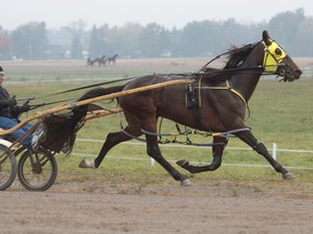 Breeders Crown contender Freaky Feet Pete trains with owner and trainer Larry Rheinheimer in the bike at the Golden Horseshoe Training Centre in Flamborough, Ont. (MICHAEL BURNS/Photo)