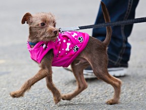 A small dog runs during the CIBC Run for the Cure in support of the Canadian Breast Cancer Foundation in Edmonton, Alta. on Sunday, Oct. 4, 2015. Codie McLachlan/Edmonton Sun/Postmedia Network