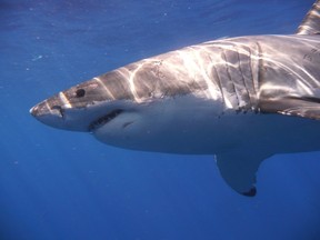 A Great White shark is pictured in the Eastern North Pacific in this undated handout photograph courtesy of Kevin Weng, University of Hawaii. (REUTERS/Kevin Weng, University of Hawaii/Handout via Reuters)