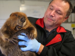 Dan Diawol holds a beaver at the Wildlife Haven Rehabilitation Centre in Ile des Chenes, on Oct. 21, 2015. (Brian Donogh/Winnipeg Sun/Postmedia Network)