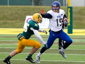 University of Alberta Golden Bears' Josh Taitinger (36) chases the UBC Thunderbirds' Michael O'Connor (15) at Foote Field, in Edmonton Alta. on Saturday Oct. 3, 2015. David Bloom/Edmonton Sun/Postmedia Network