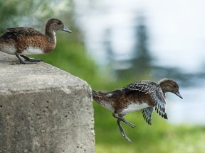 Ducklings jump from a concrete block into the water as they follow their siblings on to the pond at Hawrelak Park in Edmonton, Alta., on Monday July 27, 2015. Ian Kucerak/Edmonton Sun