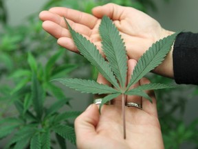 A marijuana leaf.
REUTERS