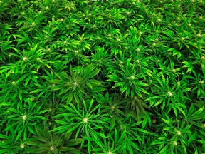 Marijuana (The Associated Press)