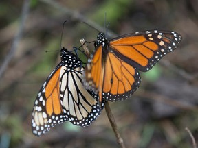 In this Jan. 4, 2015 file photo, monarch butterflies perch on a twig at the Piedra Herrada sanctuary, near Valle del Bravo, Mexico. (AP Photo/Rebecca Blackwell, File)